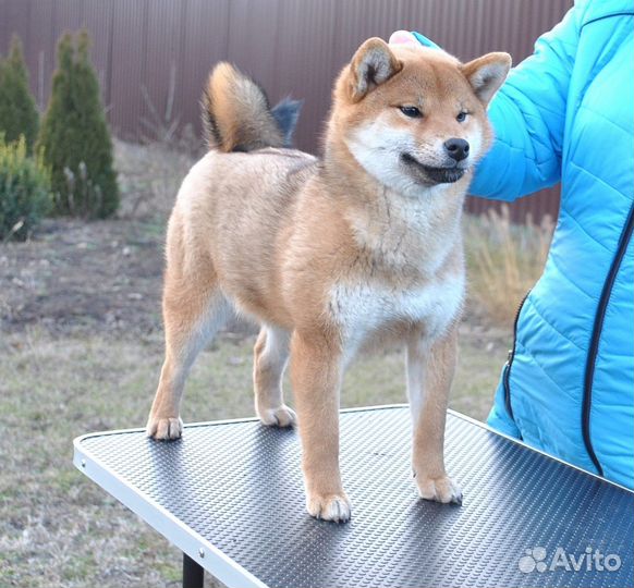 Девочка Сиба ину