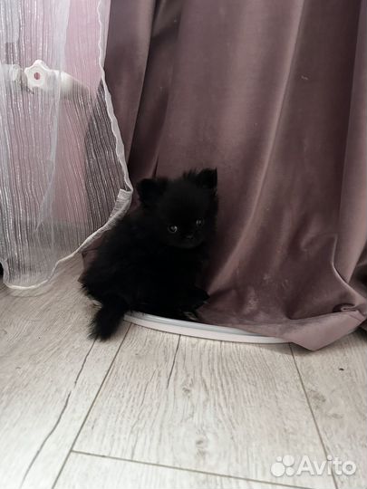 Продам щенка шпица