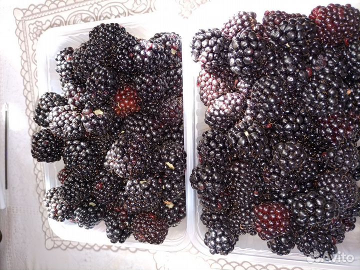 Саженцы ежевики