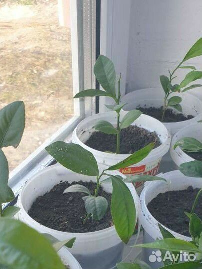 Мандарин, авокадо