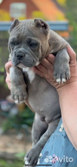 Американский булли девочка покет