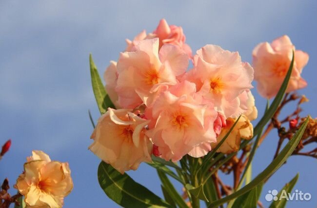 Олеандры разные