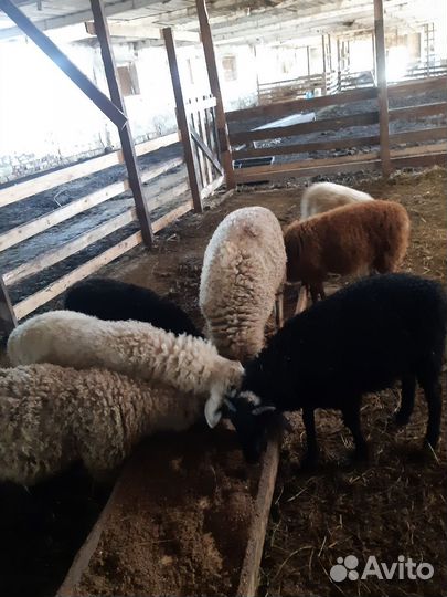 Овцы бараны