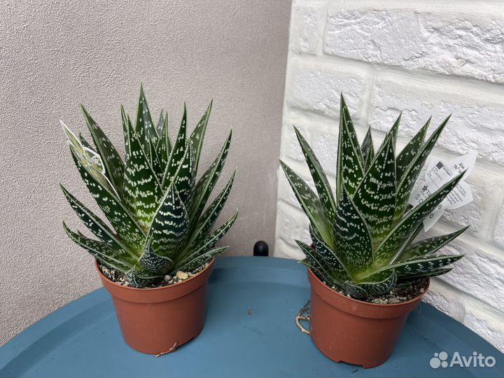 Суккуленты хавортия комнатные растения