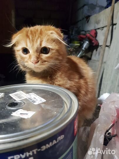 Котенок девочка бесплатно