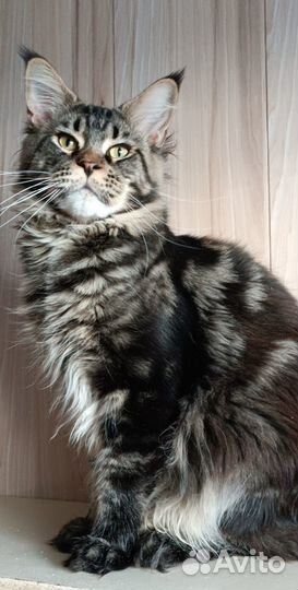 Мейн куны с документами