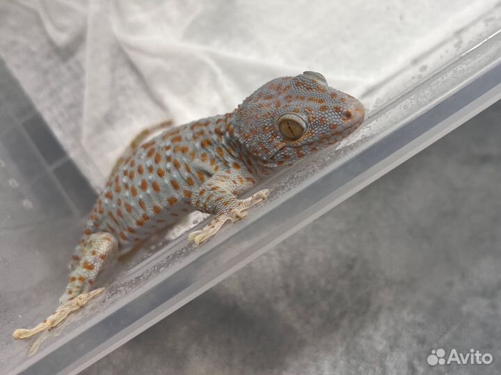 Геккон токи