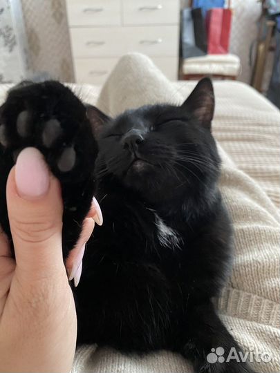 Отдам кота в добрые руки