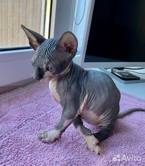 Канадский сфинкс