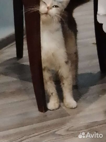 Кошка Марта