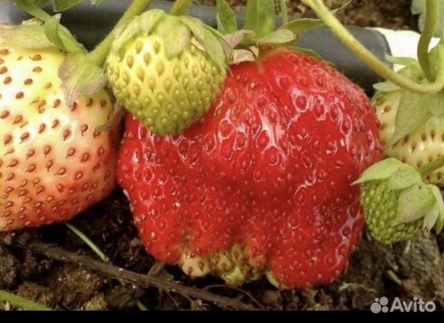 Ремонтантная клубника Елизавета, кусты зкс купить в Москве | Товары для ...