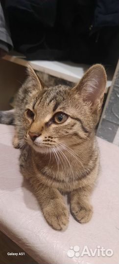 Мжет кто потерял на воронова в лоток ходит