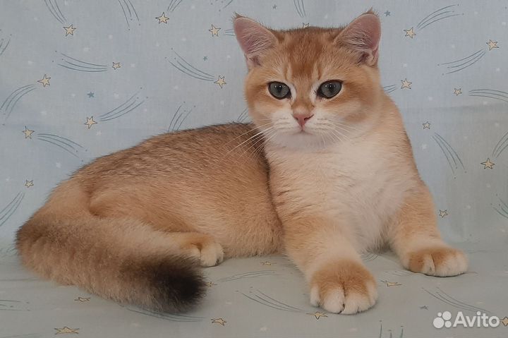 Котик золотой британский ny 12