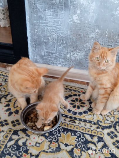 Отдам в добрые руки