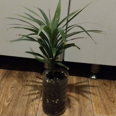 Драцена зелёная пальма молодые растения