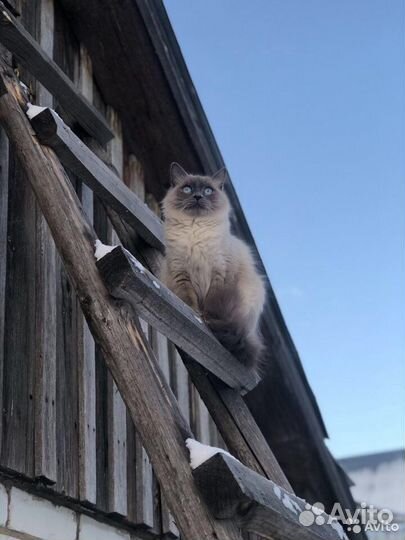 Кошки