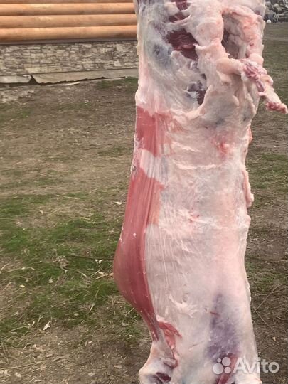 Бараны и овцы на курбан