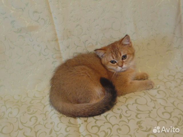 Шотландские котята
