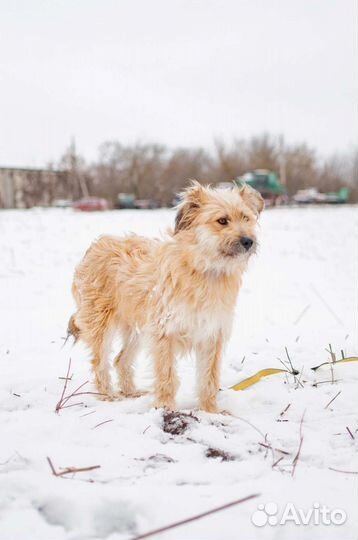 Собака из приюта в добрые руки бесплатно