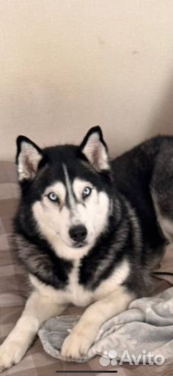 Хаски, девочка