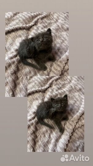 Котята в добрые руки бесплатно