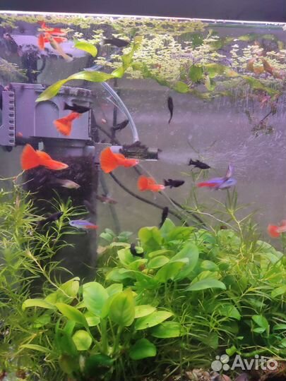 Гуппи красный альбинос, чистая линия