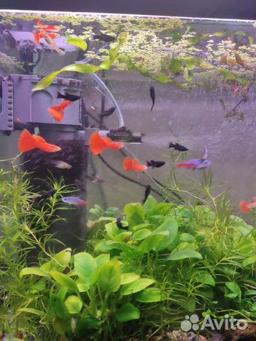 Гуппи красный альбинос, чистая линия