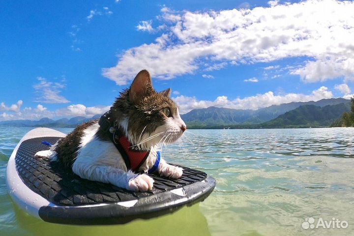 Прокат sup борда, лодки, лодочного мотора