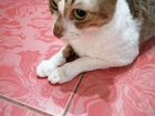Кошка породы Корнишрекс, ласковая, добрая, чистюля объявление продам