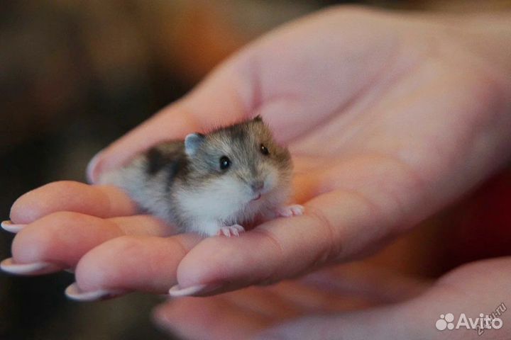 Джунгарский хомяк