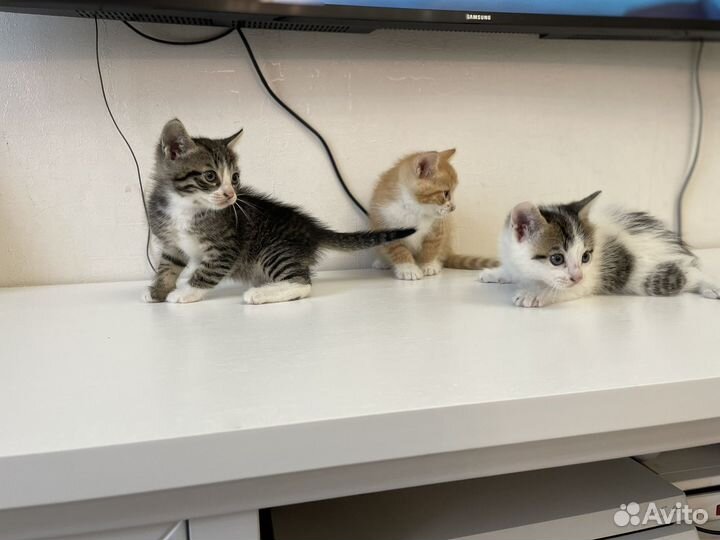 Котята мальчики