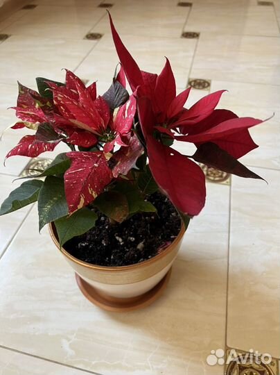 Комнатные цветы