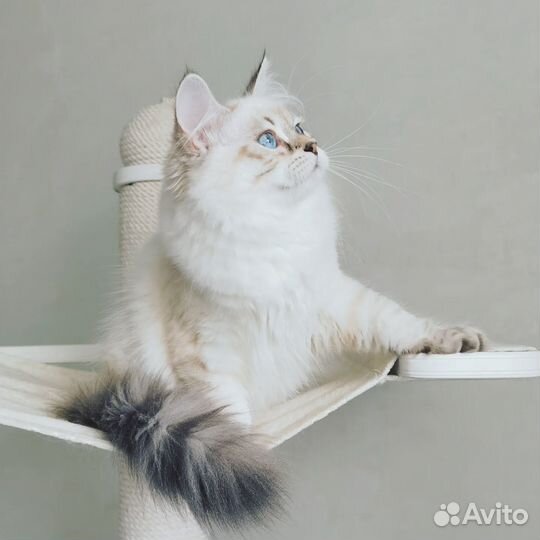 Невские маскарадные котята
