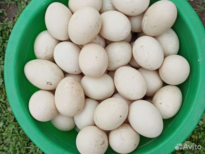 Утиные яйца