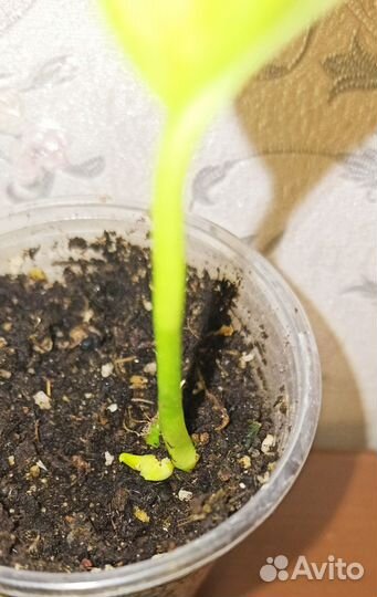 Эпипремнум