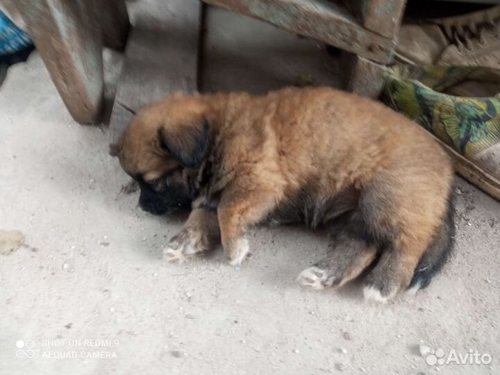 Собака в добрые руки отдам бесплатно