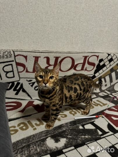 Бенгальский кот