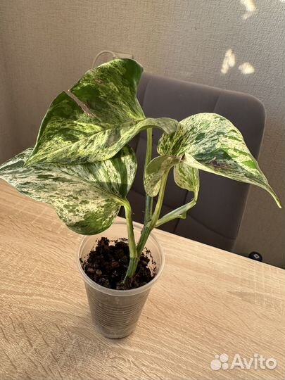 Сциндапсус марбл квин