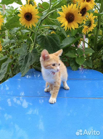 Котята в дар