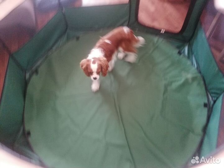 Вольер для собак