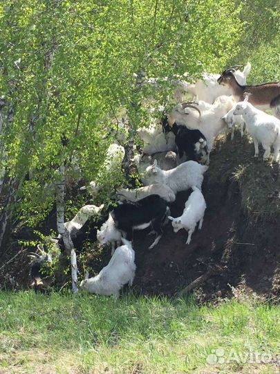 Стадо коз