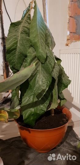 Мушмула Японская, Кофе Арабика, Кардамон, Розмарин