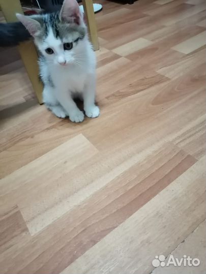 Котята