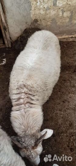 Овцы бараны