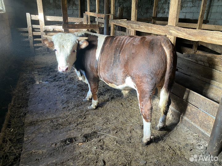 Герефорд телята