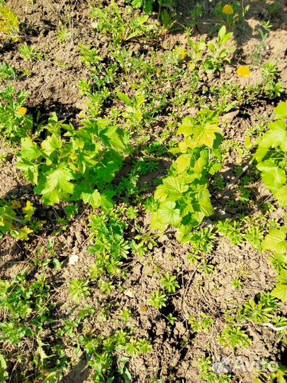 Саженца смородины чёрная и красная