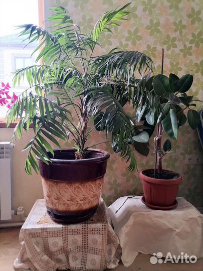 Пальма и фикус