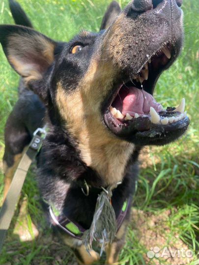 Самый позитивный пёс из приюта Ричард