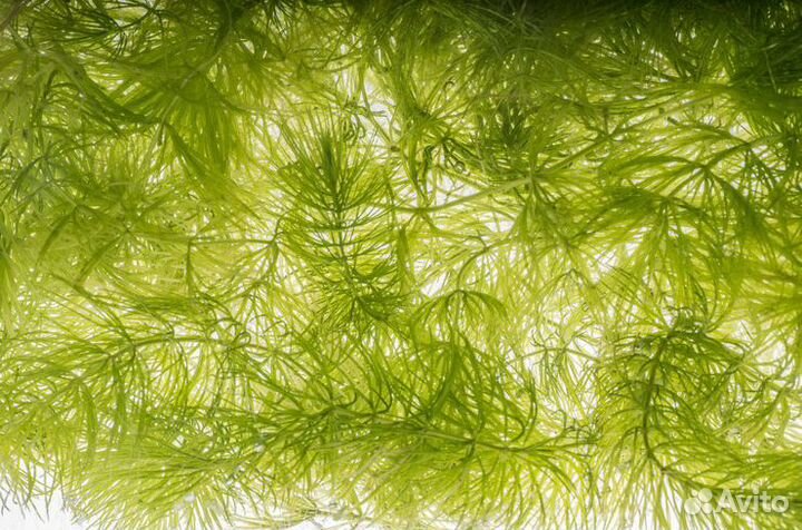 Роголистник