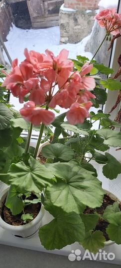 Комнатные цветы герань